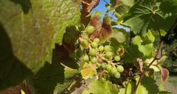 Weinernte 2025 voraussichtlich üppiger