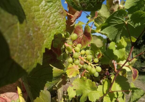 Bild vergrößern: Weinernte 2025 voraussichtlich üppiger Bild vergrößern: Weinernte 2025 voraussichtlich üppiger