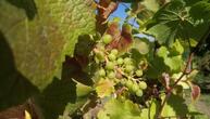 Weinernte 2025 voraussichtlich üppiger