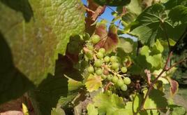 Weinernte 2025 voraussichtlich üppiger