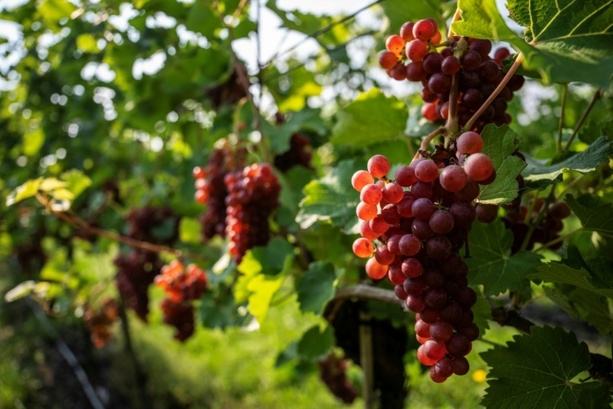 Bild vergrößern: Weinernte in Deutschland besser als im Vorjahr - aber weiter unterdurchschnittlich Bild vergrößern: Weinernte in Deutschland besser als im Vorjahr - aber weiter unterdurchschnittlich