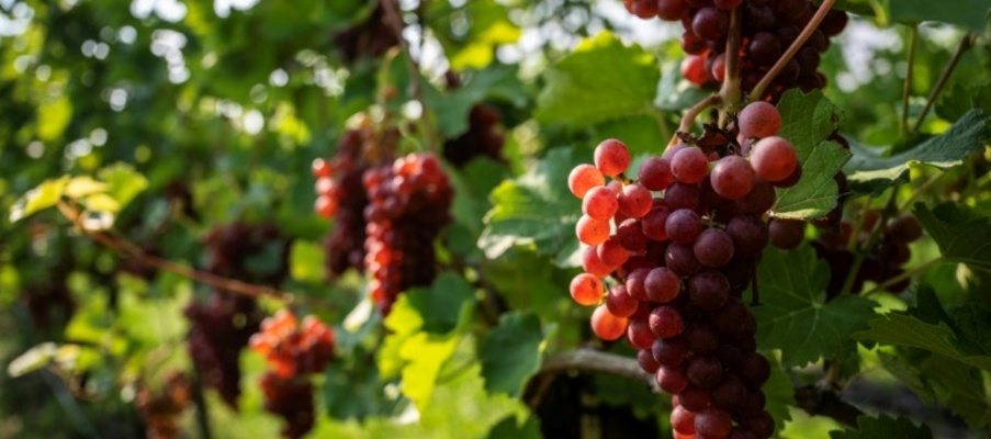 Weinernte in Deutschland besser als im Vorjahr - aber weiter unterdurchschnittlich