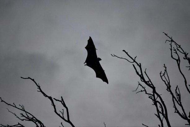 Bild vergrößern: Ausgefeilte Jagdtechnik: Europas größte Fledermaus frisst Singvögel in der Luft