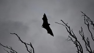Ausgefeilte Jagdtechnik: Europas größte Fledermaus frisst Singvögel in der Luft