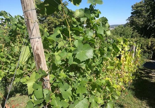 Bild vergrößern: Deutsche Winzer leiden unter US-Zöllen Bild vergrößern: Deutsche Winzer leiden unter US-Zöllen