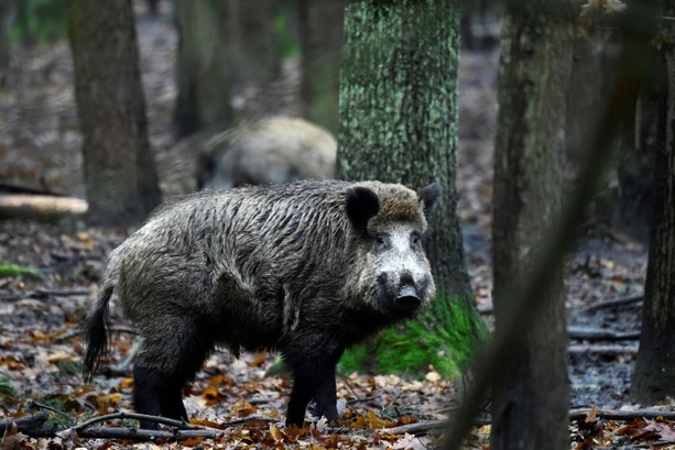 Bild vergrößern: Blutspur von erlegtem Wildschwein löst Polizeieinsatz in Baden-Württemberg aus
