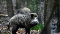 Blutspur von erlegtem Wildschwein löst Polizeieinsatz in Baden-Württemberg aus