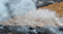 Bericht: Weltweite Waldzerstörung geht kaum zurück