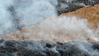 Bericht: Weltweite Waldzerstörung geht kaum zurück