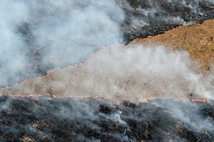 Bericht: Weltweite Waldzerstörung geht kaum zurück