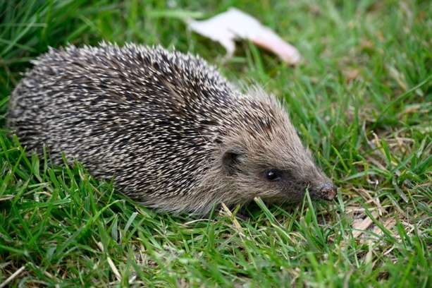 Bild vergrößern: Polizisten in Rheinland-Pfalz retten Igel aus Maschendrahtzaun Bild vergrößern: Polizisten in Rheinland-Pfalz retten Igel aus Maschendrahtzaun