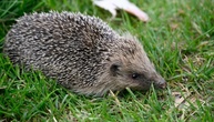 Polizisten in Rheinland-Pfalz retten Igel aus Maschendrahtzaun