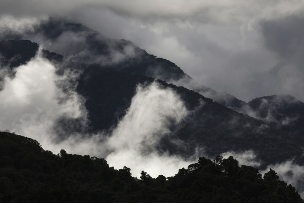 Bild vergrößern: Studie: Australiens Regenwälder funktionieren nicht mehr als CO2-Speicher Bild vergrößern: Studie: Australiens Regenwälder funktionieren nicht mehr als CO2-Speicher