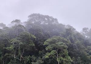 Schneider fordert Hektar-Prämie für Regenwald