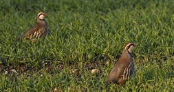 Jagdverband: Rebhuhnbestand in Deutschland leicht gestiegen