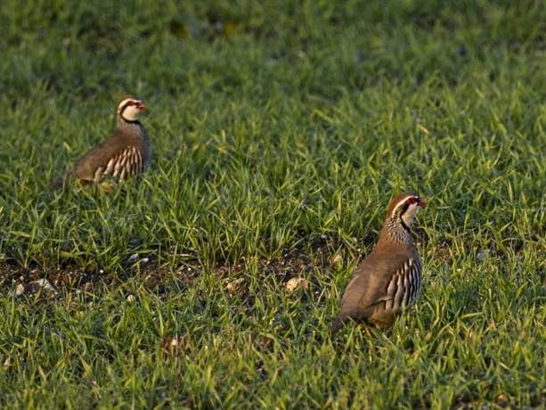 Bild vergrößern: Jagdverband: Rebhuhnbestand in Deutschland leicht gestiegen Bild vergrößern: Jagdverband: Rebhuhnbestand in Deutschland leicht gestiegen