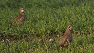 Jagdverband: Rebhuhnbestand in Deutschland leicht gestiegen