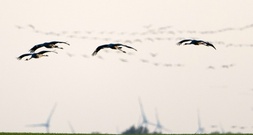 Brandenburg registriert bislang größten Vogelgrippeausbruch bei Kranichen