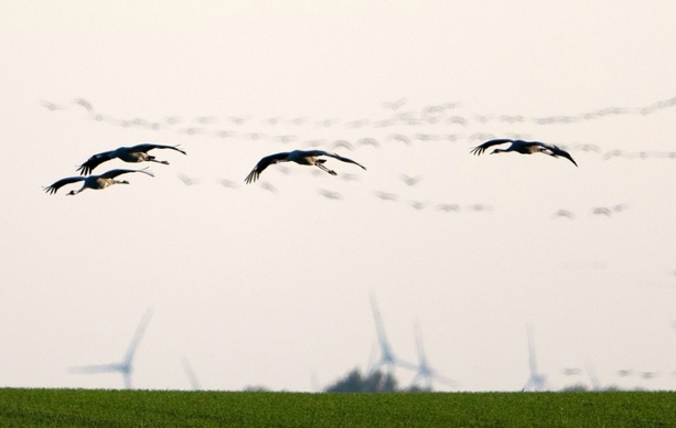 Bild vergrößern: Brandenburg registriert bislang größten Vogelgrippeausbruch bei Kranichen