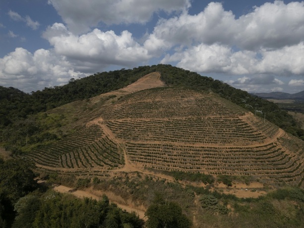 Bild vergrößern: Kaffeeanbau in Brasilien verursacht weniger Regen - und schadet sich so selbst Bild vergrößern: Kaffeeanbau in Brasilien verursacht weniger Regen - und schadet sich so selbst