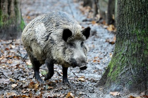 Wildschwein auf Bundesstraße: Acht Autos in Niedersachsen beschädigt