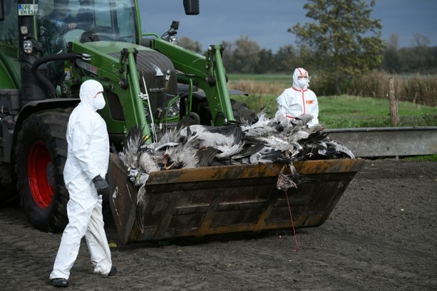 Bild vergrößern: Vogelgrippe: Chefin von Bundesinstitut beunruhigt ungewöhnliche Dynamik Bild vergrößern: Vogelgrippe: Chefin von Bundesinstitut beunruhigt ungewöhnliche Dynamik