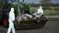 Vogelgrippe: Chefin von Bundesinstitut beunruhigt 
