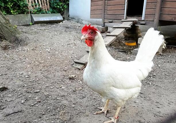 Bild vergrößern: FLI: Hohes Risiko für Vogelgrippe-Ausbrüche in Geflügelhaltungen Bild vergrößern: FLI: Hohes Risiko für Vogelgrippe-Ausbrüche in Geflügelhaltungen