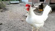 FLI: Hohes Risiko für Vogelgrippe-Ausbrüche in Geflügelhaltungen