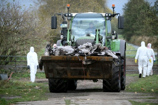 Bild vergrößern: Vogelgrippealarm: Behörden in Brandenburg müssen rund 130.000 Enten und Hühner töten Bild vergrößern: Vogelgrippealarm: Behörden in Brandenburg müssen rund 130.000 Enten und Hühner töten