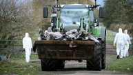 Vogelgrippealarm: Behörden in Brandenburg müssen rund 130.000 Enten und Hühner töten