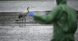 Loeffler-Institut: Bereits mehr als 500.000 Tiere wegen Vogelgrippe getötet