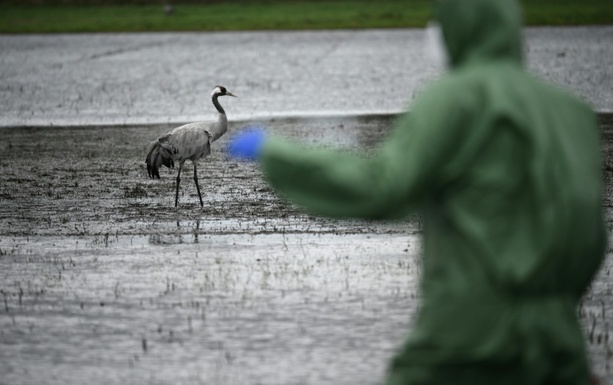 Bild vergrößern: Loeffler-Institut: Bereits mehr als 500.000 Tiere wegen Vogelgrippe getötet