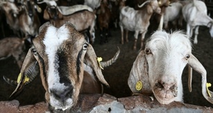 Betrug mit EU-Agrarsubventionen: 13 Verdächtige in Griechenland in U-Haft