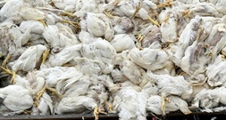 Virologe: Vogelgrippe hat Potenzial für neue Pandemie