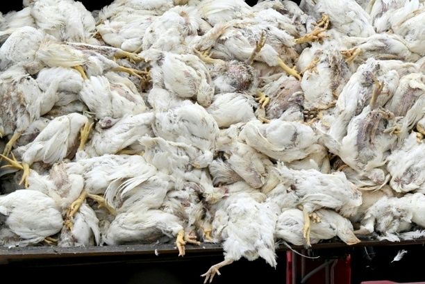 Bild vergrößern: Virologe: Vogelgrippe hat Potenzial für neue Pandemie