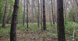 Baumschulfläche sinkt deutlich - rund elf Prozent weniger Betriebe