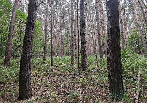 Bild vergrößern: Baumschulfläche sinkt deutlich - rund elf Prozent weniger Betriebe Bild vergrößern: Baumschulfläche sinkt deutlich - rund elf Prozent weniger Betriebe