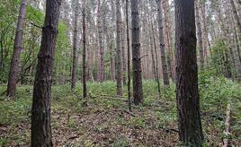 Baumschulfläche sinkt deutlich - rund elf Prozent weniger Betriebe