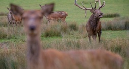 Hirsch durchschlägt Frontscheibe: Toter bei Wildunfall in Niedersachsen