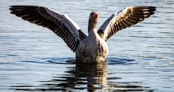 Landwirtschaftsminister Rainer: Kein Versorgungsengpass wegen Vogelgrippe