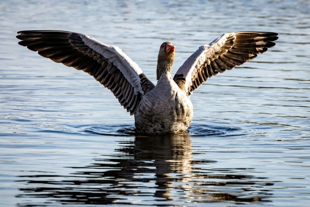 Bild vergrößern: Landwirtschaftsminister Rainer: Kein Versorgungsengpass wegen Vogelgrippe Bild vergrößern: Landwirtschaftsminister Rainer: Kein Versorgungsengpass wegen Vogelgrippe