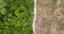 Abholzung im brasilianischen Regenwald geht weiter zurück