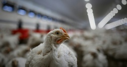 Niedersachsen: Feuer in Geflügelstall tötet rund 18.000 Legehennen
