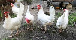 Eierproduktion in Deutschland von Bodenhaltung dominiert