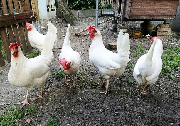 Bild vergrößern: Eierproduktion in Deutschland von Bodenhaltung dominiert