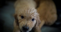 Abgemagert und ohne Futter: Illegaler Welpenhandel bei Freiburg gestoppt