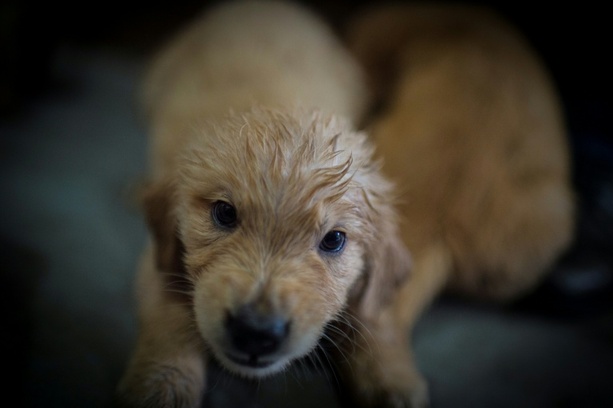 Bild vergrößern: Abgemagert und ohne Futter: Illegaler Welpenhandel bei Freiburg gestoppt