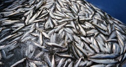 Erstmals nachgewiesen: Heringe kehren zum Laichen an Geburtsort zurück