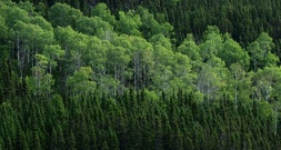 Anpassungsfähige Pionierpflanze: Zitterpappel ist Baum des Jahres 2026